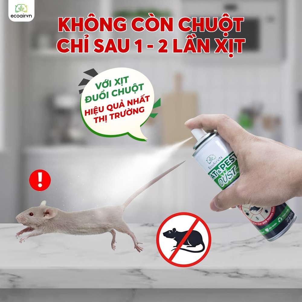 cách xử lý mùi chuột chết trong nhà