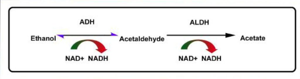 enzyme phân giải rượu, cách giải bia, cách giải rượu, thức uống giải rượu, giải rượu, nước uống giải rượu, thức uống giải rượu Acol Detox