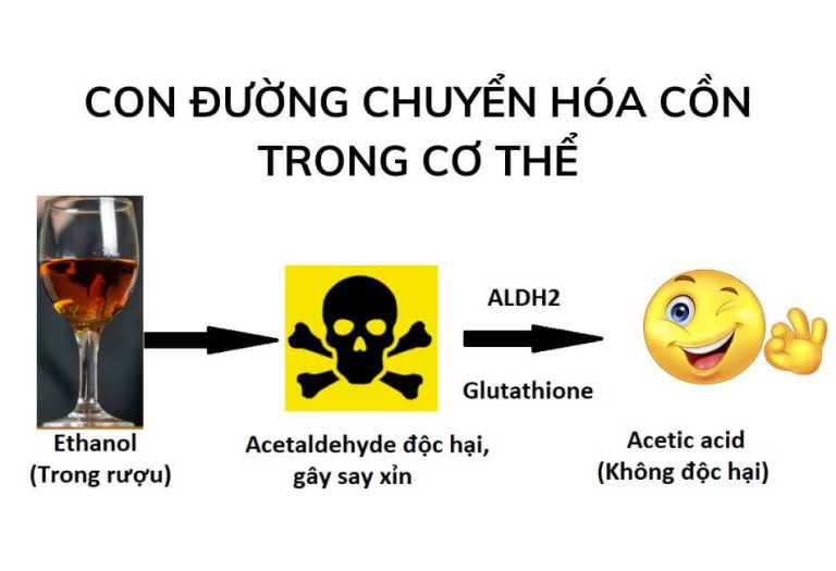 Enzyme phân giải rượu là gì?