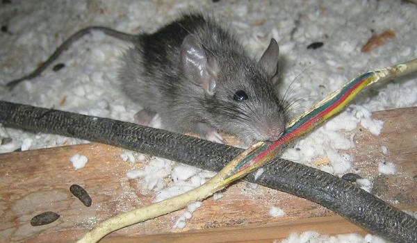 tại sao nhà có chuột, xịt đuổi chuột, xịt đuổi chuột Rat & Pest Oust, rat & pest oust, xịt chống chuột, đuổi chuột nhà ở, xịt đuổi chuột loại nào tốt