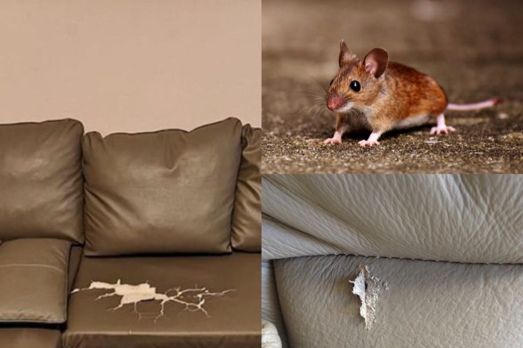 tại sao nhà có chuột, xịt đuổi chuột, xịt đuổi chuột Rat & Pest Oust, rat & pest oust, xịt chống chuột, đuổi chuột nhà ở, xịt đuổi chuột loại nào tốt