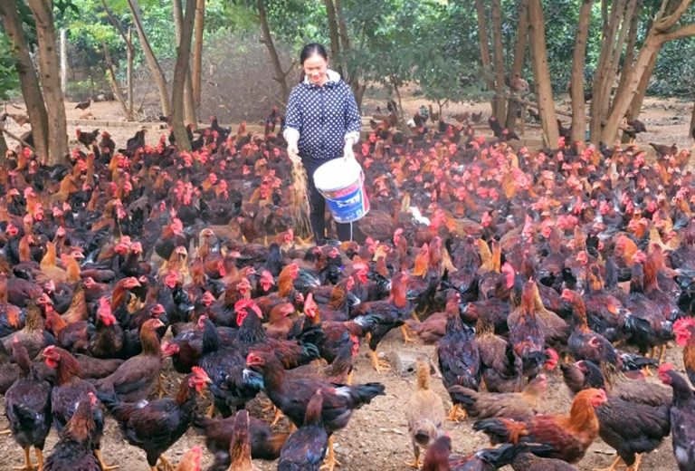 12 cách diệt chuột cắn gà hiệu quả chủ trang trại nên áp dụng