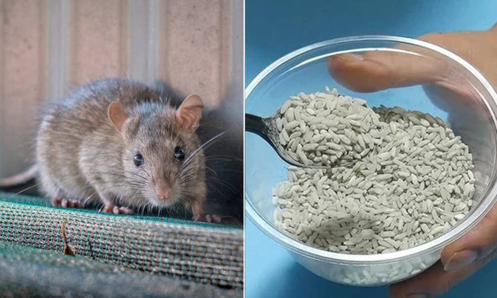 cách diệt chuột cắn gà, cách đuổi chuột, xịt đuổi chuột, xịt đuổi chuột chính hãng, xịt đuổi chuột Rat & Pest Oust, rat & pest oust, xịt chống chuột