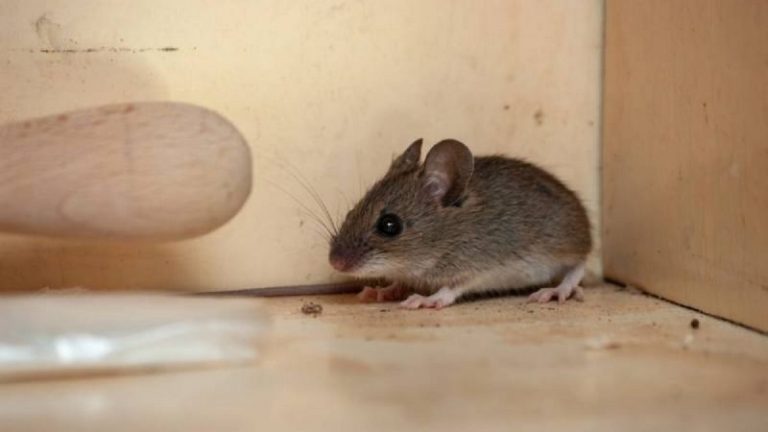 10 cách diệt chuột văn phòng hiệu quả, an toàn, tiết kiệm