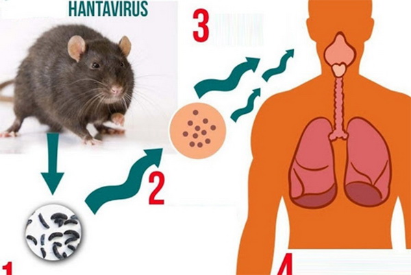 cách diệt chuột văn phòng, cách đuổi chuột, xịt đuổi chuột, xịt đuổi chuột chính hãng, xịt đuổi chuột Rat & Pest Oust, rat & pest oust, xịt chống chuột, đuổi chuột nhà ở