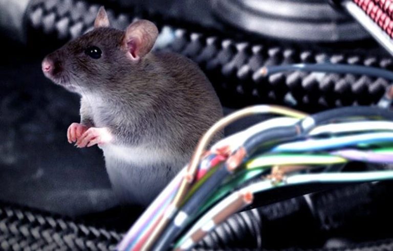 Thuốc đuổi chuột ô tô: sản phẩm hiệu quả – an toàn nhất