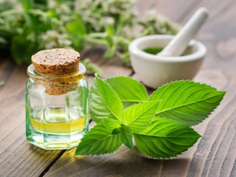 Chuột có sợ mùi nước hoa không? Chuột sợ gì nhất?