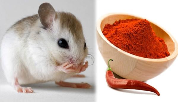 cách đuổi chuột bằng mùi hương, cách đuổi chuột, xịt đuổi chuột, xịt đuổi chuột chính hãng, xịt đuổi chuột Rat & Pest Oust, rat & pest oust, xịt chống chuột