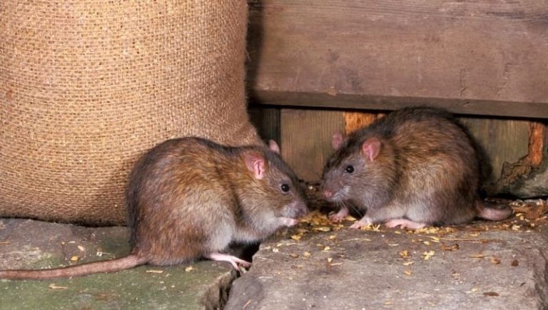Cách đuổi chuột ra khỏi nhà kho triệt để
