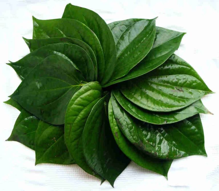 Cách đuổi muỗi bằng lá trầu không