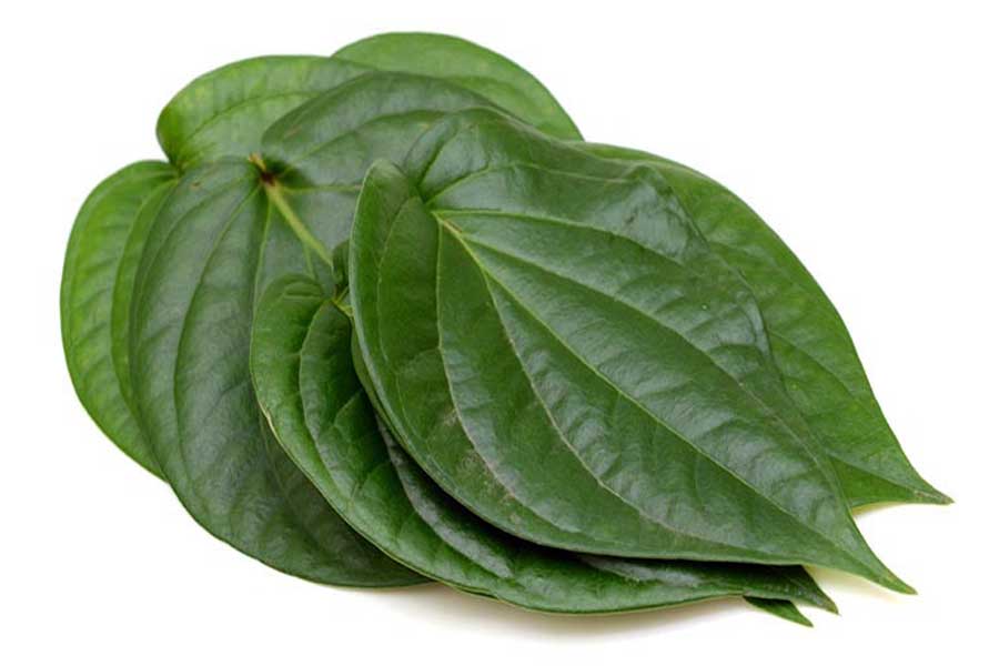 cách đuổi muỗi bằng lá trầu không, cách đuổi muỗi, cách đuổi muỗi tự nhiên, xịt chống muỗi thiên nhiên, xịt chống muỗi, xịt muỗi thiên nhiên, xịt chống muỗi thiên nhiên heroh