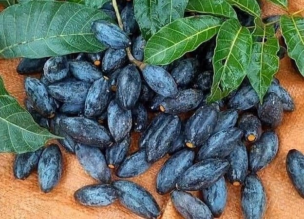cách giải rượu dân gian, cách giải rượu bia, cách giải bia, cách giải rượu, thức uống giải rượu, giải rượu, nước giải rượu, thức uống giải rượu Acol Detox