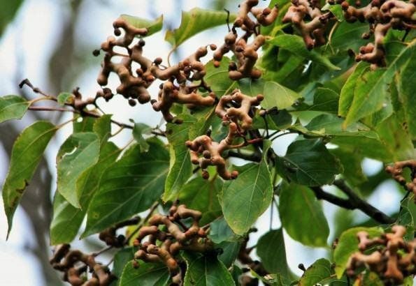 cách giải rượu dân gian, cách giải rượu bia, cách giải bia, cách giải rượu, thức uống giải rượu, giải rượu, nước giải rượu, thức uống giải rượu Acol Detox