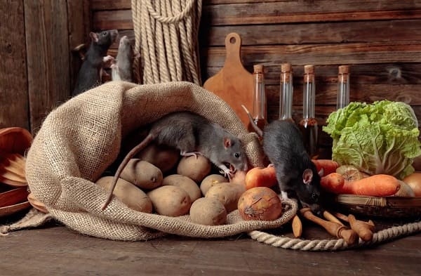Cách làm chuột sợ bỏ đi mà không cần bẫy, thuốc chuột