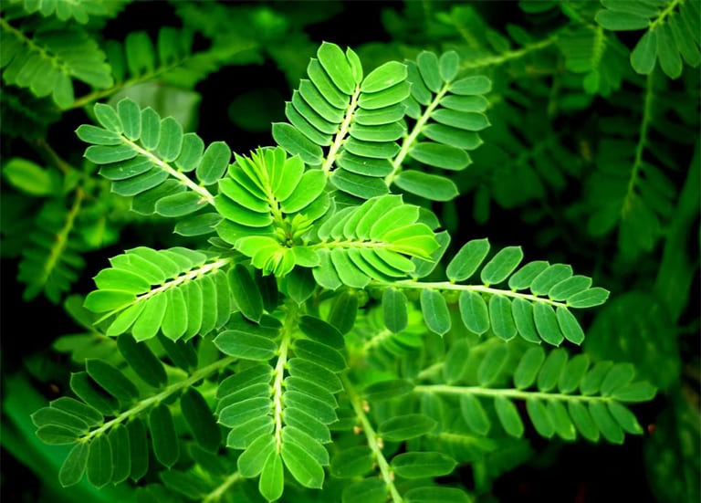 dược liệu giải rượu, cách giải rượu bia, cách giải bia, cách giải rượu, thức uống giải rượu, giải rượu, nước giải rượu, thức uống giải rượu Acol Detox