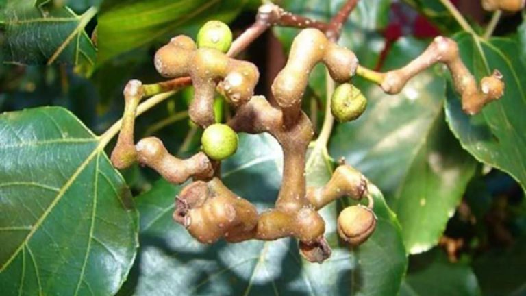 Khúng khéng giải rượu và bảo vệ gan