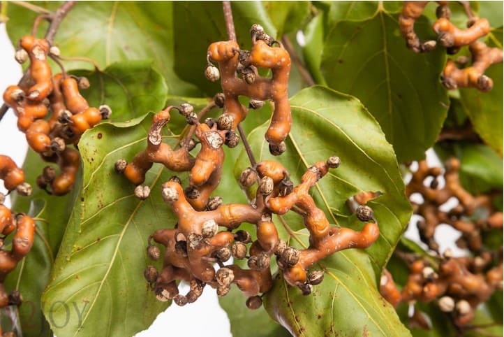 khúng khéng giải rượu, cách giải rượu bia, cách giải bia, cách giải rượu, thức uống giải rượu, giải rượu, nước giải rượu, thức uống giải rượu Acol Detox
