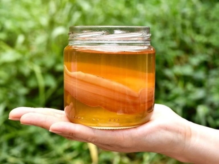 Kombucha giải rượu không?