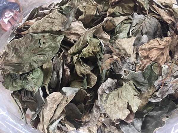 cách đuổi muỗi bằng lá trầu không, cách đuổi muỗi, cách đuổi muỗi tự nhiên, xịt chống muỗi thiên nhiên, xịt chống muỗi, xịt muỗi thiên nhiên, xịt chống muỗi thiên nhiên heroh