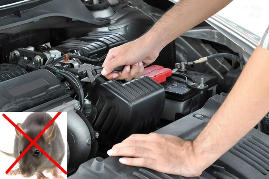 5 dấu hiệu nhận biết ô tô bị chuột tấn công