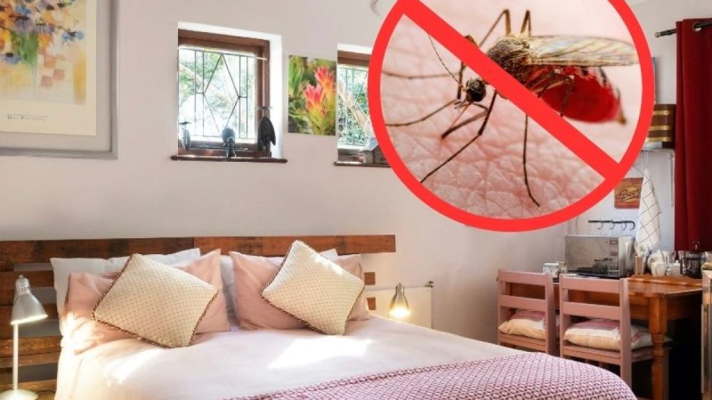 Muỗi trú ẩn ở đâu trong nhà? Cách xử lý an toàn, hiệu quả