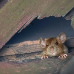chuột có thể chui qua lỗ nhỏ cỡ nào, xịt chuột gia đình, Rat & Pest Oust