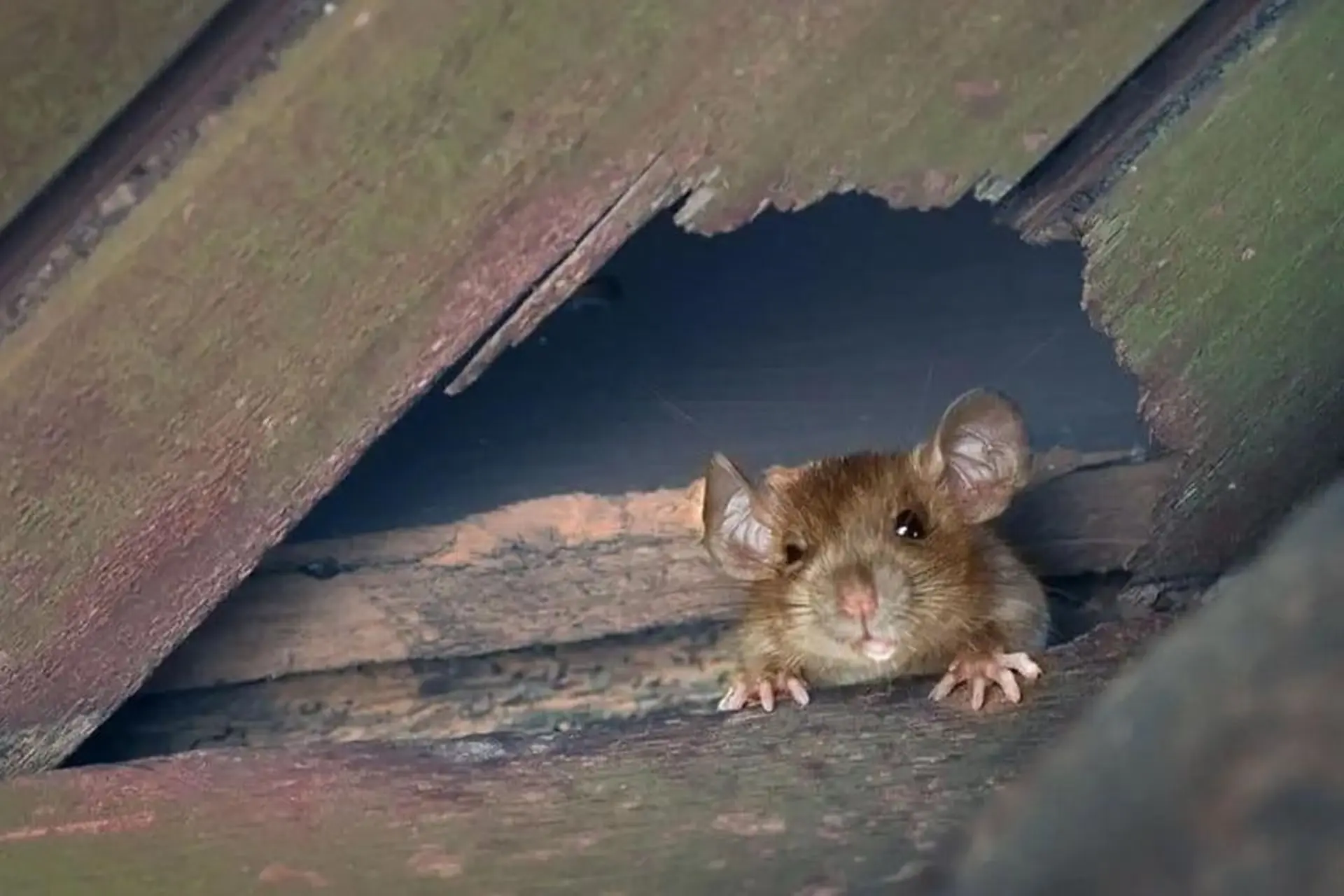 chuột có thể chui qua lỗ nhỏ cỡ nào, xịt chuột gia đình, Rat & Pest Oust