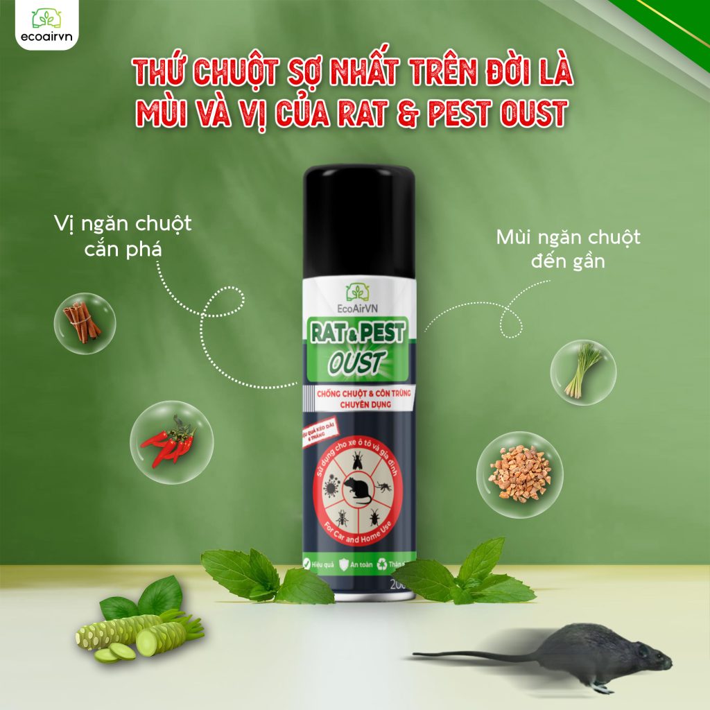 Mẹo nhỏ giúp chuột “tránh xa” nhà bếp và kho chứa, xịt chuột gia đình, Rat & Pest Oust