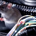 Tại sao chuột thích chui vào ô tô, làm thế nào để đuổi chuột trong ô tô, xịt chống chuột ô tô, xịt chống chuột ô tô Engine Cleaner, Engine Cleaner