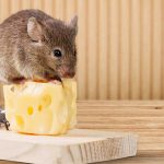 Mẹo nhỏ giúp chuột “tránh xa” nhà bếp và kho chứa, xịt chuột gia đình, Rat & Pest Oust