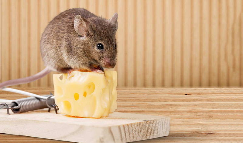 Mẹo nhỏ giúp chuột “tránh xa” nhà bếp và kho chứa, xịt chuột gia đình, Rat & Pest Oust