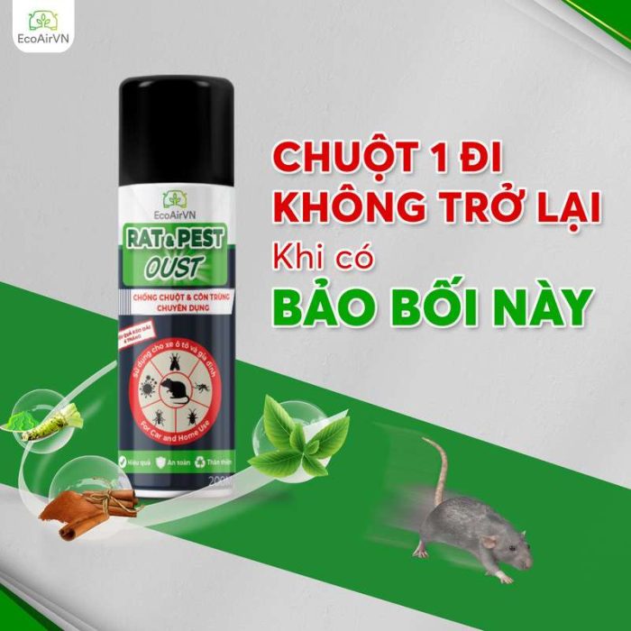 tại sao chuột vào nhà mùa mưa, Rat & Pest Oust, xịt chuột gia đình