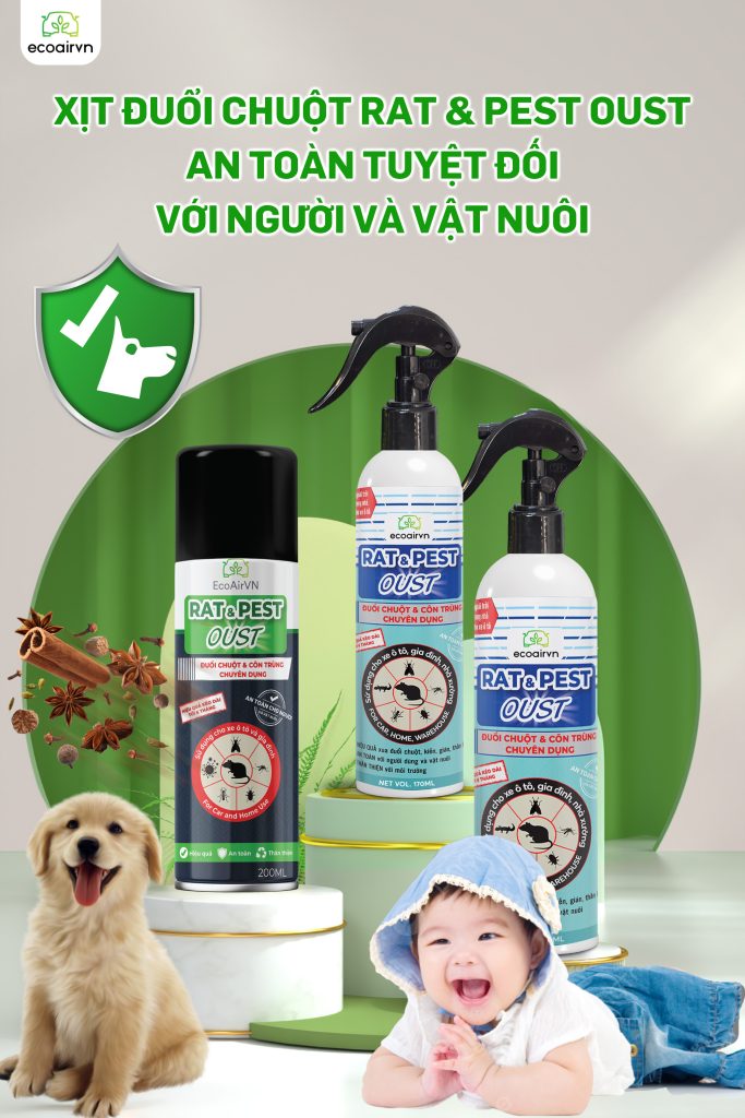 thói quen khiến chuột thích nhà bạn, xịt chuột gia đình, Rat & Pest Oust