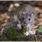 chuột có nhớ đường về nhà không, xịt chuột gia đình, rat & pest oust