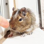 xịt chuột gia đình, rat & pest oust, chuột có sợ ánh sáng không