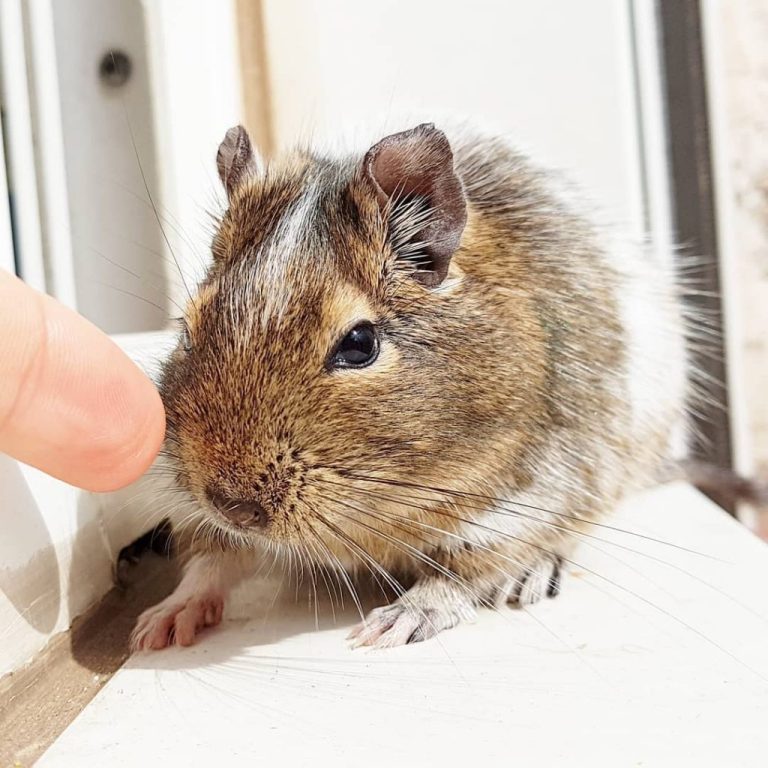 Chuột có thật sự sợ ánh sáng không? 