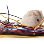 Vì sao chuột gặm dây điện nhưng lại không bị điện giật, xịt chuột gia đình, xịt chuột ô tô, engine cleaner, rat & pest oust