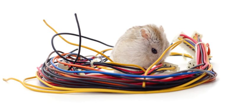 Chuột thích dây điện ô tô có mùi gì? Vì sao cắn nhựa sinh học? 