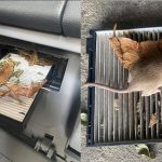 chuột thích xe nào nhất, xịt chuột ô tô, engine cleaner, xịt chống chuột ô tô, xịt chuột chuyên dụng