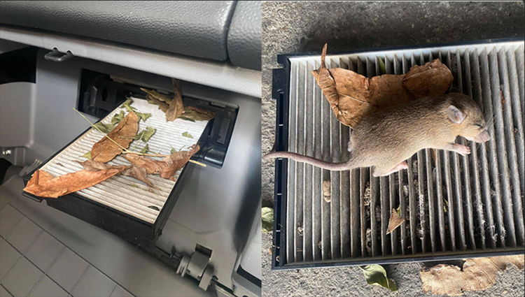 chuột thích xe nào nhất, xịt chuột ô tô, engine cleaner, xịt chống chuột ô tô, xịt chuột chuyên dụng