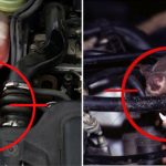 Engine Cleaner, dấu vết chuột trên ô tô khác với các loại côn trùng khác, xịt chuột ô tô