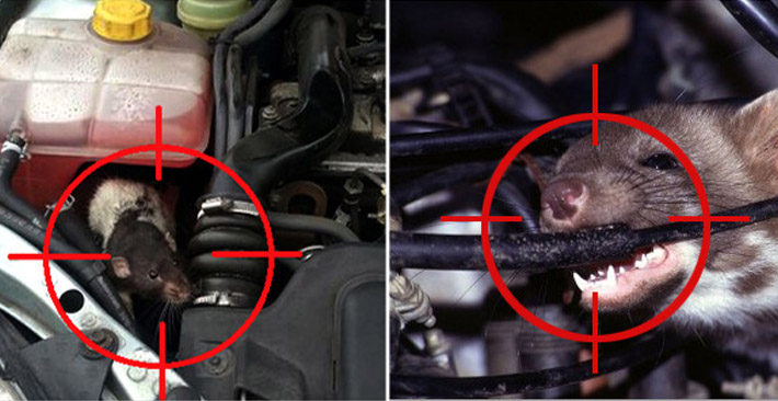 chuột thích dây điện ô tô có mùi gì, engine cleaner, xịt chuột ô tô