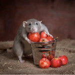 cách xử lý mùi hôi do chuột gặm đồ, xịt chuột gia đình, rat & pest oust