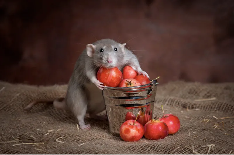 cách xử lý mùi hôi do chuột gặm đồ, xịt chuột gia đình, rat & pest oust