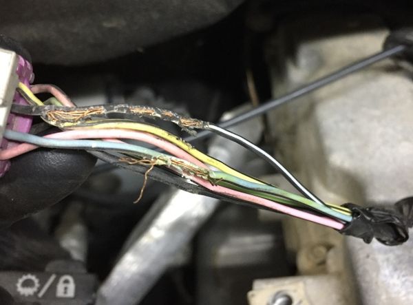 Cách chống chuột cắn dây điện ô tô hiệu quả & an toàn 2026