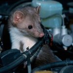 chuột quay lại xe cũ, chống chuột ô tô, đuổi chuột ô tô