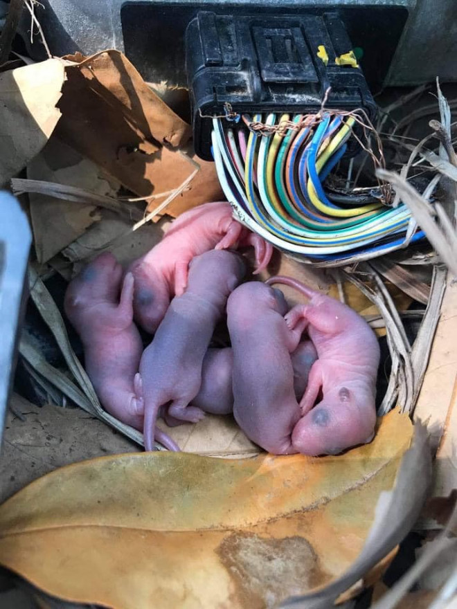 chuột vào khe hở xe ô tô, chống chuột ô tô, đuổi chuột ô tô