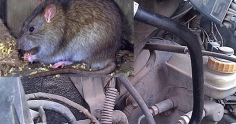 thói quen chuột vào mùa mưa, chống chuột ô tô, đuổi chuột ô tô