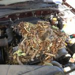 sai lầm khi chống chuột cho xe ô tô