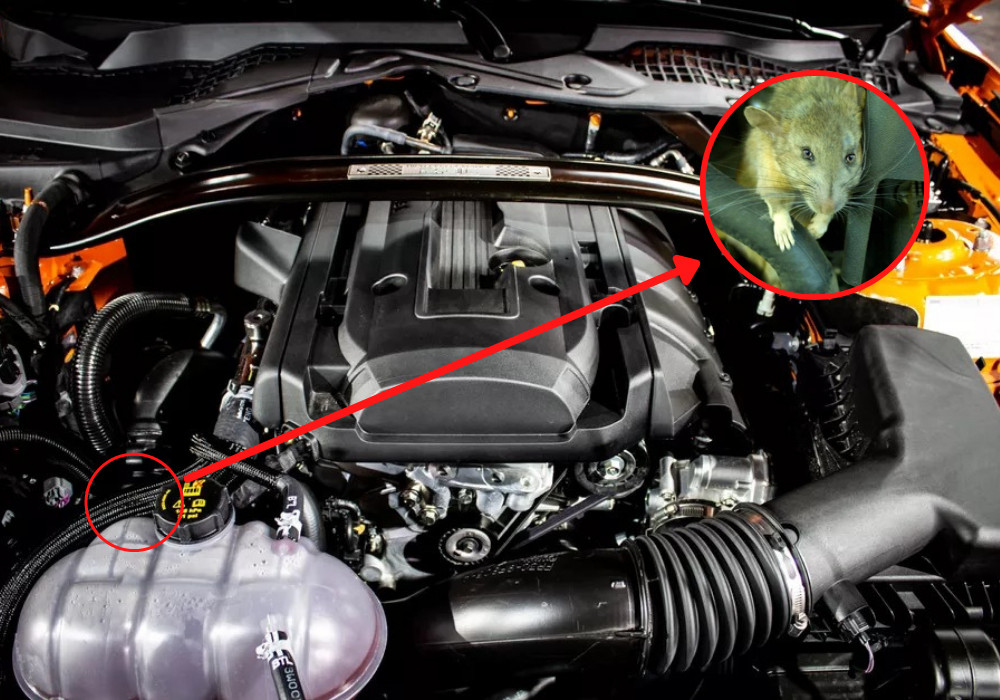 chuột cắn dây điện xe này nhưng làm tổ ở xe khác, xịt đuổi chuột ô tô